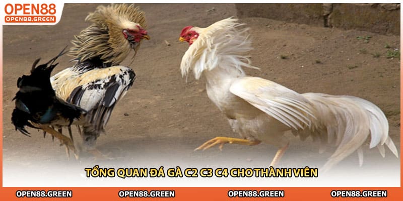 Tổng quan đá gà c2 c3 c4 cho thành viên